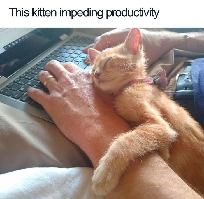 Wholesome-Cat-Posts