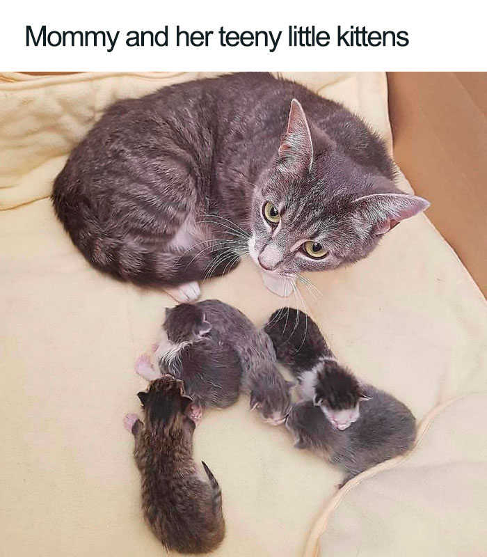 Wholesome-Cat-Posts