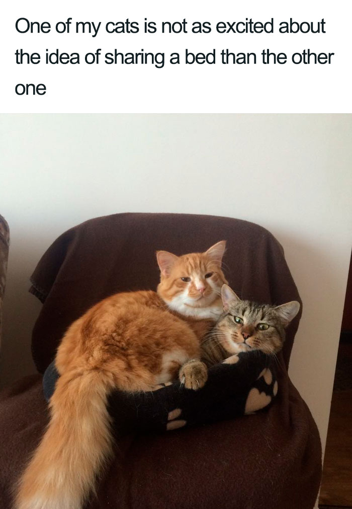 Wholesome-Cat-Posts
