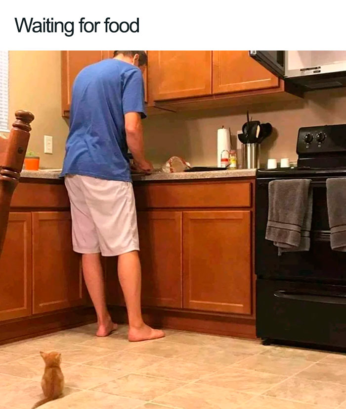 Wholesome-Cat-Posts