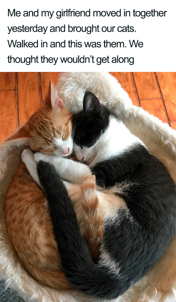 Wholesome-Cat-Posts