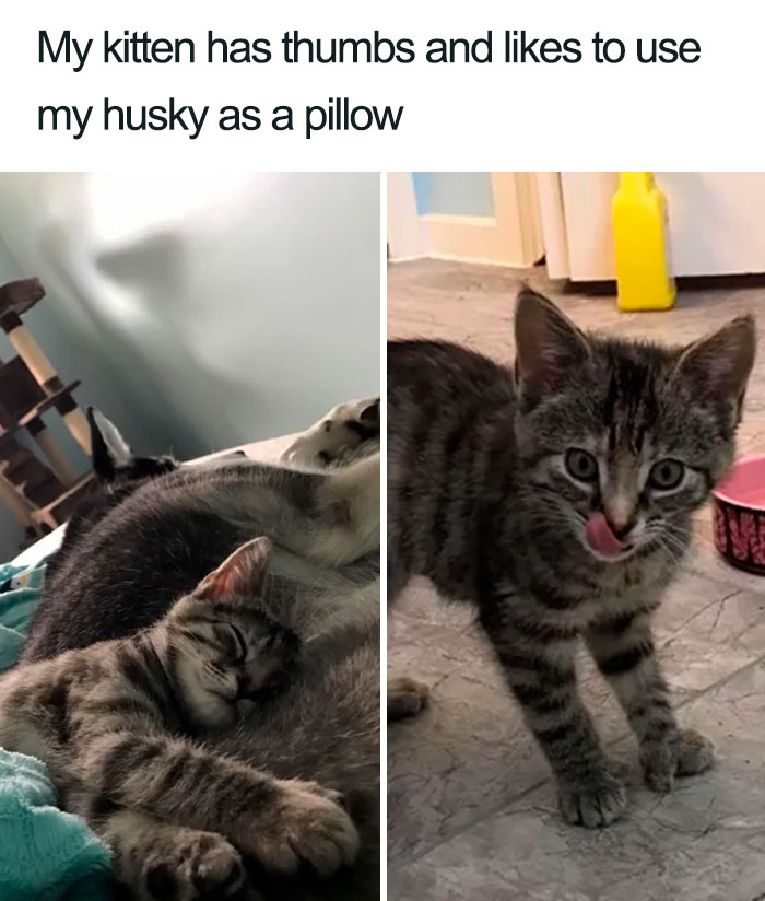 Wholesome-Cat-Posts