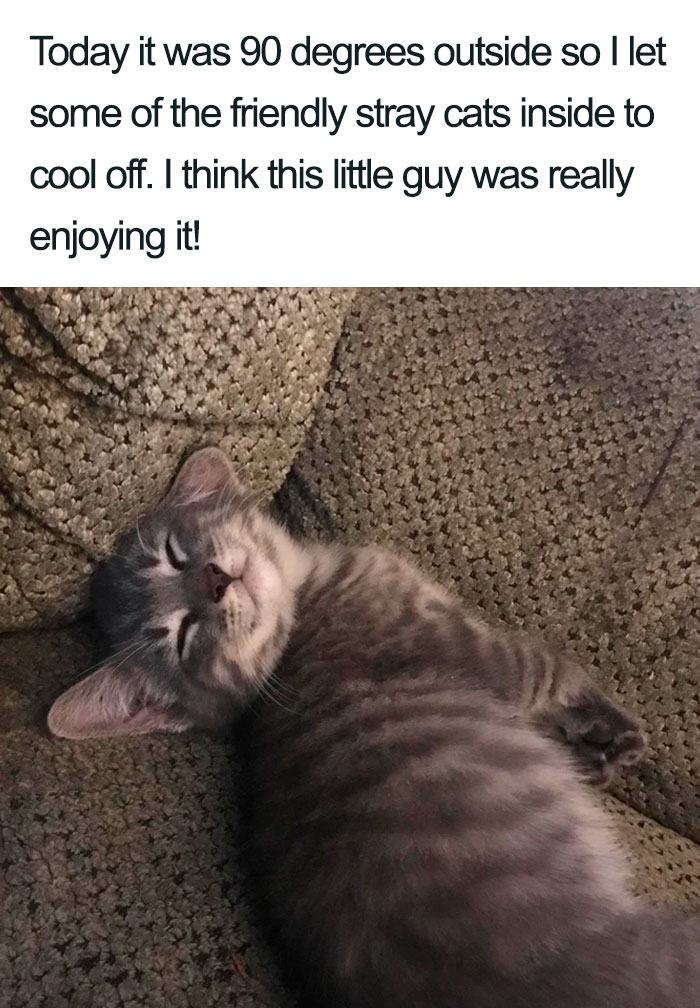 Wholesome-Cat-Posts