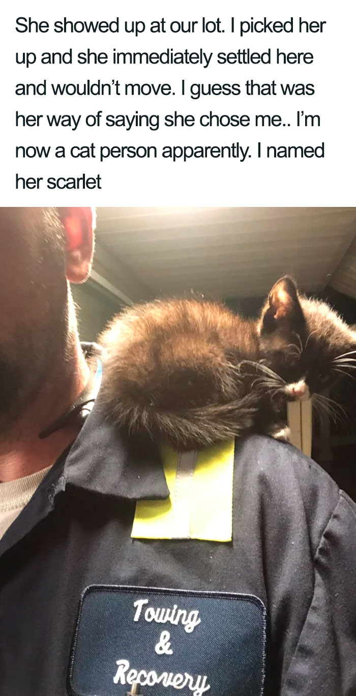 Wholesome-Cat-Posts
