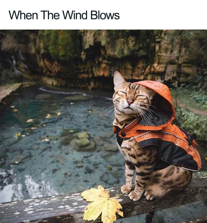 Wholesome-Cat-Posts