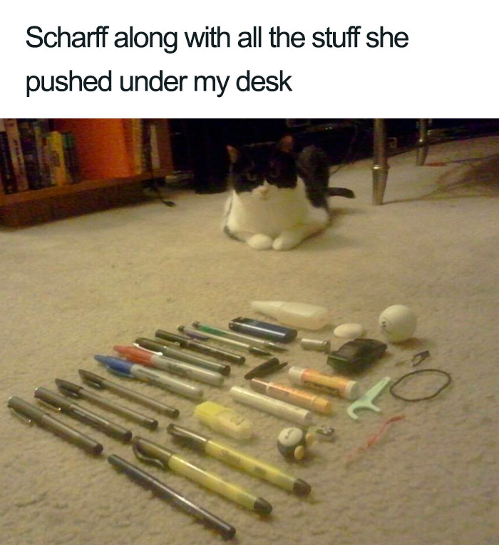Wholesome-Cat-Posts