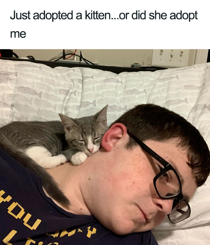 Wholesome-Cat-Posts