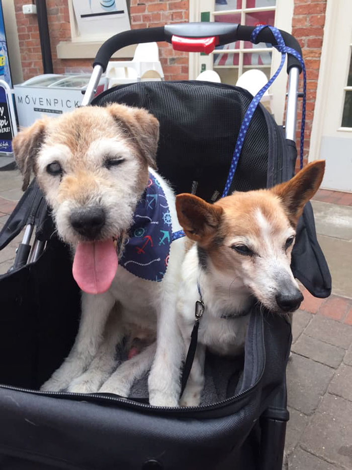 Woman Opens Dog Hospice Where She Spends The Last Days With Abandoned Dogs Woman Opens Dog Hospice Where She Spends The Last Days With Abandoned Dogs