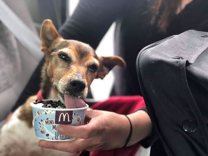 Woman Opens Dog Hospice Where She Spends The Last Days With Abandoned Dogs Woman Opens Dog Hospice Where She Spends The Last Days With Abandoned Dogs