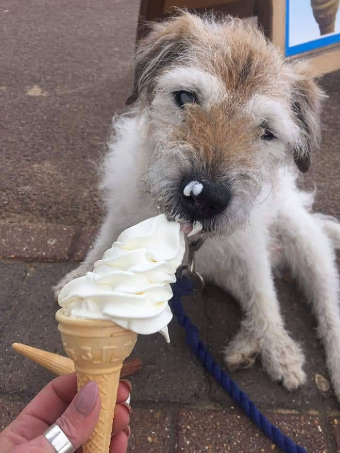 Woman Opens Dog Hospice Where She Spends The Last Days With Abandoned Dogs Woman Opens Dog Hospice Where She Spends The Last Days With Abandoned Dogs