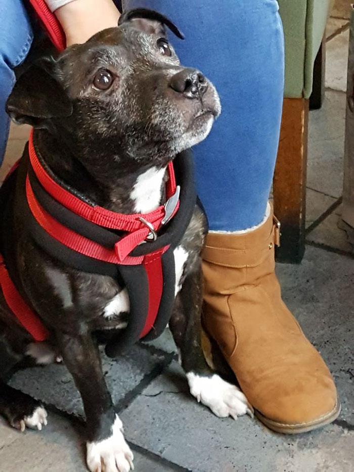 Woman Opens Dog Hospice Where She Spends The Last Days With Abandoned Dogs Woman Opens Dog Hospice Where She Spends The Last Days With Abandoned Dogs