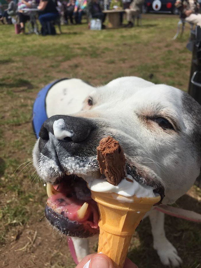 Woman Opens Dog Hospice Where She Spends The Last Days With Abandoned Dogs Woman Opens Dog Hospice Where She Spends The Last Days With Abandoned Dogs