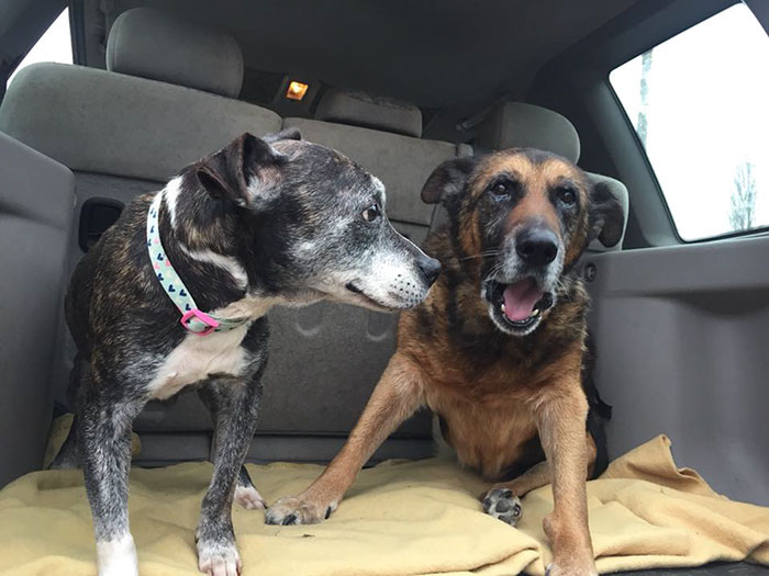 Woman Opens Dog Hospice Where She Spends The Last Days With Abandoned Dogs Woman Opens Dog Hospice Where She Spends The Last Days With Abandoned Dogs