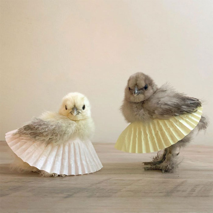 Chickens In Tutus Is A Thing And They Look Lovely (24 Pics) Chickens In Tutus Is A Thing And They Look Lovely (24 Pics)