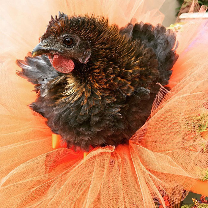 Chickens In Tutus Is A Thing And They Look Lovely (24 Pics) Chickens In Tutus Is A Thing And They Look Lovely (24 Pics)