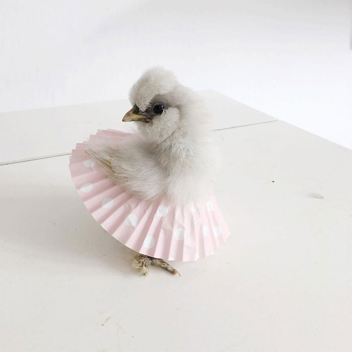 Chickens In Tutus Is A Thing And They Look Lovely (24 Pics) Chickens In Tutus Is A Thing And They Look Lovely (24 Pics)