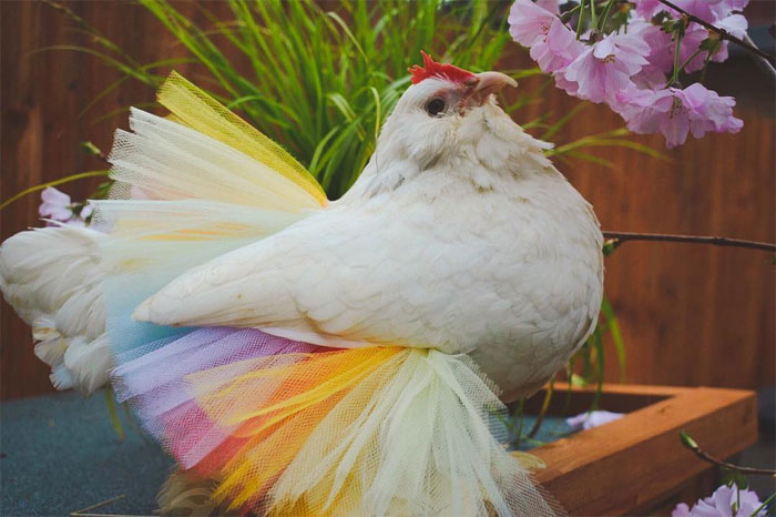 Chickens In Tutus Is A Thing And They Look Lovely (24 Pics) Chickens In Tutus Is A Thing And They Look Lovely (24 Pics)