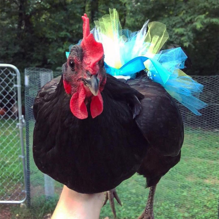 Chickens In Tutus Is A Thing And They Look Lovely (24 Pics) Chickens In Tutus Is A Thing And They Look Lovely (24 Pics)