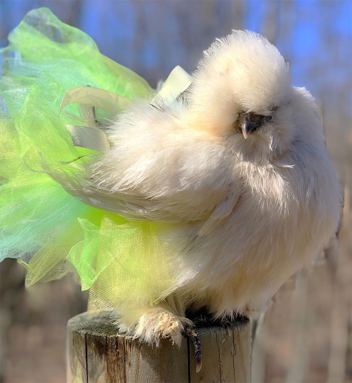 Chickens In Tutus Is A Thing And They Look Lovely (24 Pics) Chickens In Tutus Is A Thing And They Look Lovely (24 Pics)