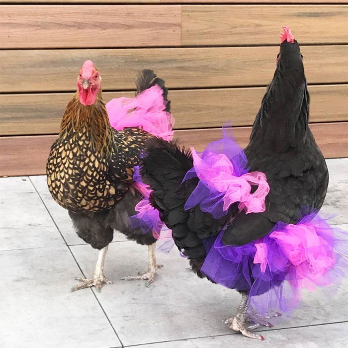 Chickens In Tutus Is A Thing And They Look Lovely (24 Pics) Chickens In Tutus Is A Thing And They Look Lovely (24 Pics)
