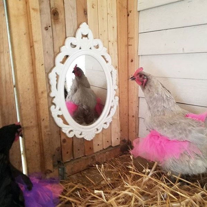 Chickens In Tutus Is A Thing And They Look Lovely (24 Pics) Chickens In Tutus Is A Thing And They Look Lovely (24 Pics)