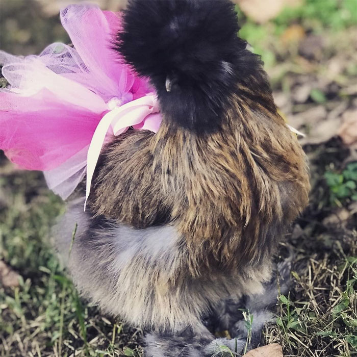Chickens In Tutus Is A Thing And They Look Lovely (24 Pics) Chickens In Tutus Is A Thing And They Look Lovely (24 Pics)