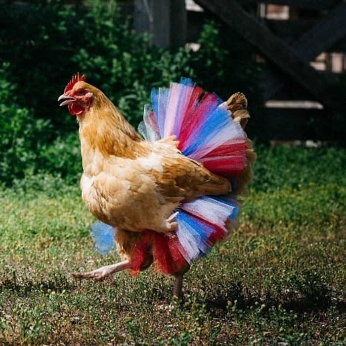 Chickens In Tutus Is A Thing And They Look Lovely (24 Pics) Chickens In Tutus Is A Thing And They Look Lovely (24 Pics)