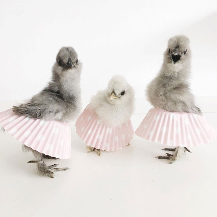 Chickens In Tutus Is A Thing And They Look Lovely (24 Pics) Chickens In Tutus Is A Thing And They Look Lovely (24 Pics)