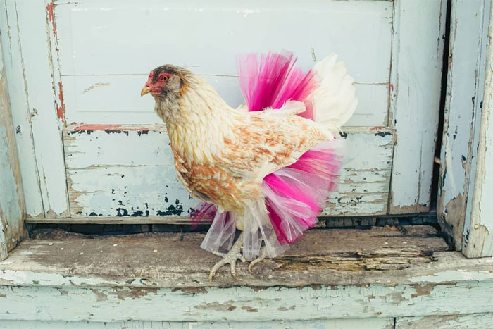 Chickens In Tutus Is A Thing And They Look Lovely (24 Pics) Chickens In Tutus Is A Thing And They Look Lovely (24 Pics)
