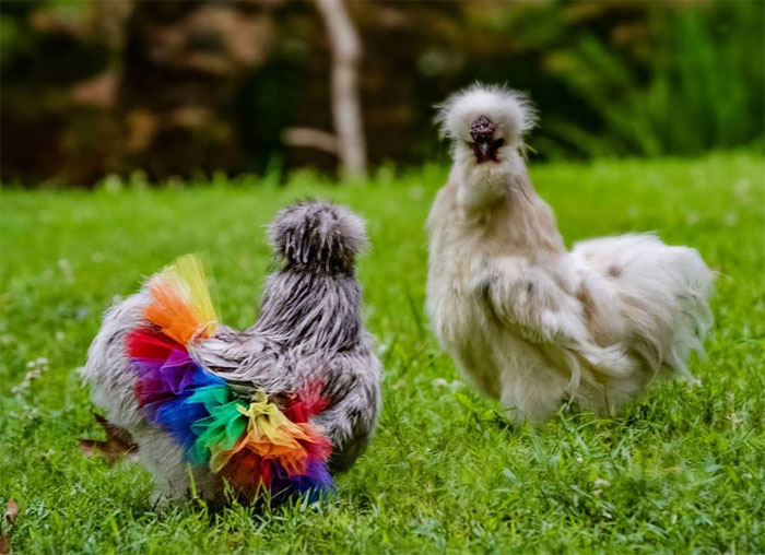 Chickens In Tutus Is A Thing And They Look Lovely (24 Pics) Chickens In Tutus Is A Thing And They Look Lovely (24 Pics)