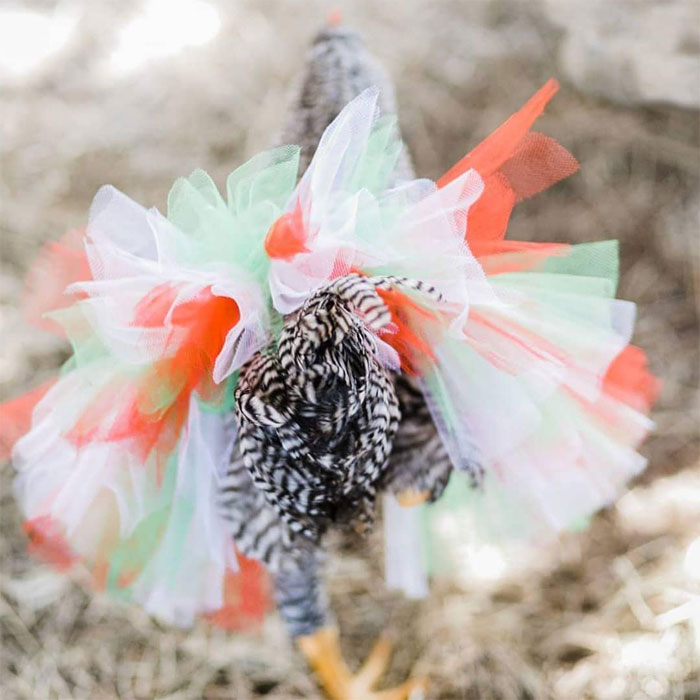 Chickens In Tutus Is A Thing And They Look Lovely (24 Pics) Chickens In Tutus Is A Thing And They Look Lovely (24 Pics)