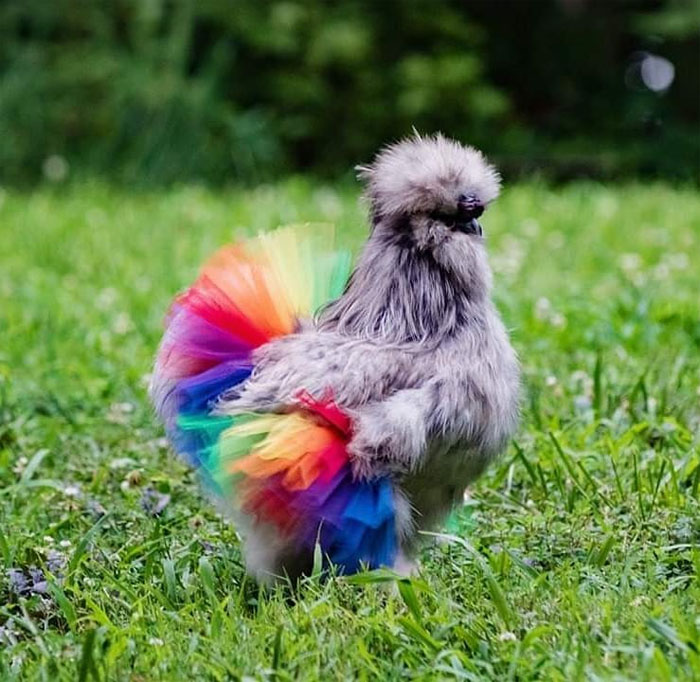 Chickens In Tutus Is A Thing And They Look Lovely (24 Pics) Chickens In Tutus Is A Thing And They Look Lovely (24 Pics)