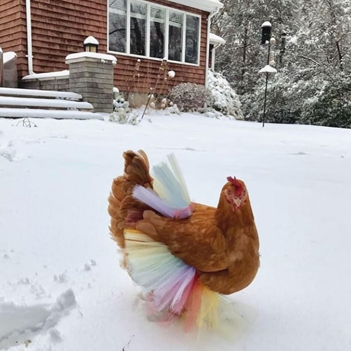 Chickens In Tutus Is A Thing And They Look Lovely (24 Pics) Chickens In Tutus Is A Thing And They Look Lovely (24 Pics)