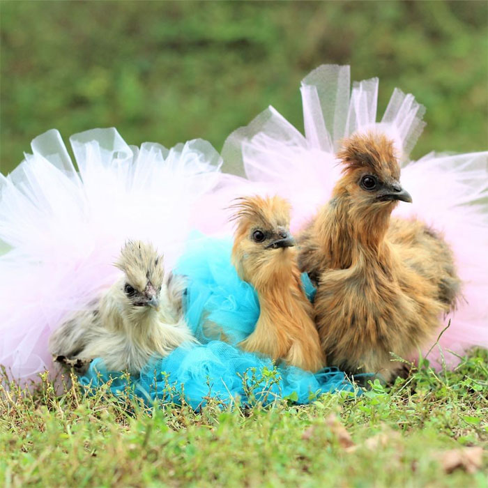 Chickens In Tutus Is A Thing And They Look Lovely (24 Pics) Chickens In Tutus Is A Thing And They Look Lovely (24 Pics)