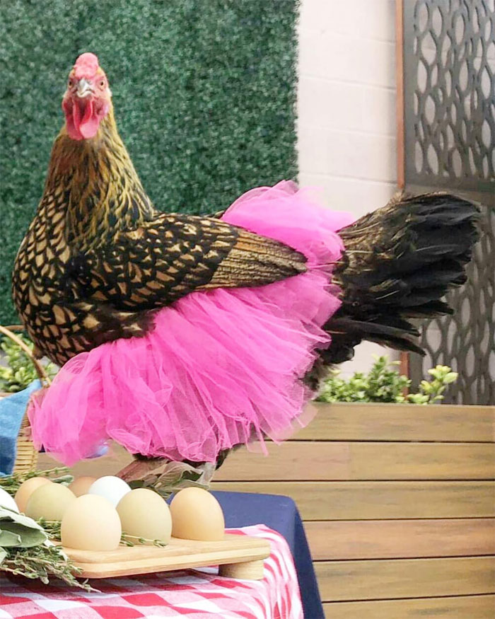 Chickens In Tutus Is A Thing And They Look Lovely (24 Pics) Chickens In Tutus Is A Thing And They Look Lovely (24 Pics)