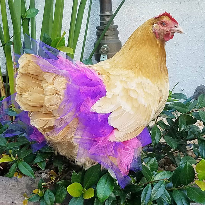 Chickens In Tutus Is A Thing And They Look Lovely (24 Pics) Chickens In Tutus Is A Thing And They Look Lovely (24 Pics)