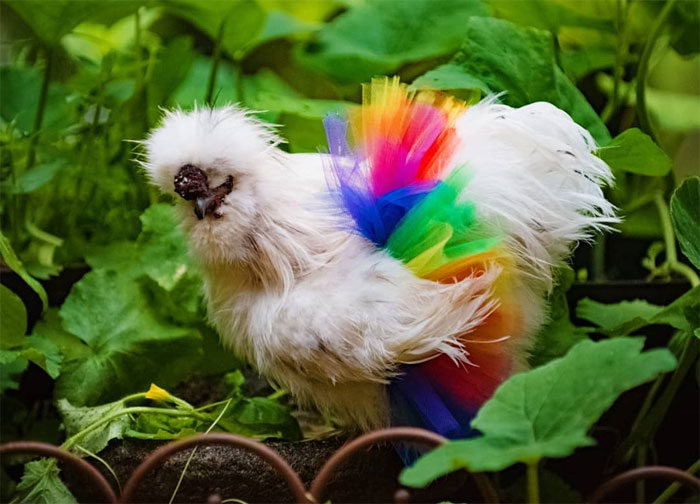 Chickens In Tutus Is A Thing And They Look Lovely (24 Pics) Chickens In Tutus Is A Thing And They Look Lovely (24 Pics)