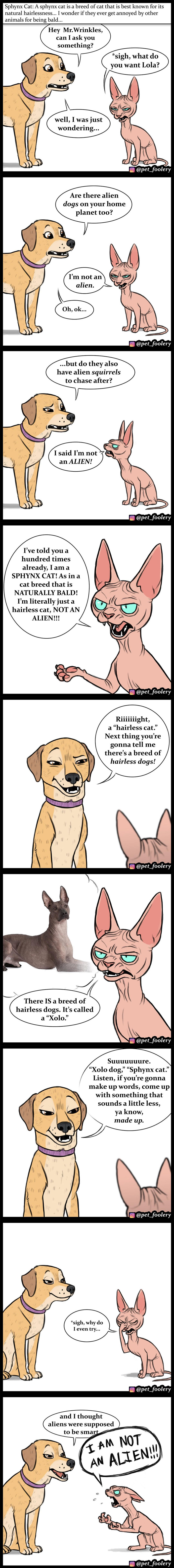 Animal Comics