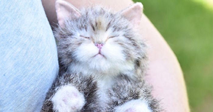 My 19 Life-Like Animal Creations From Upcycled Faux Fur Fabric