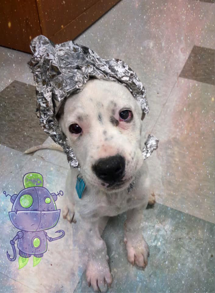 This Animal Shelter Asks People To Raid Them Instead Of Area 51