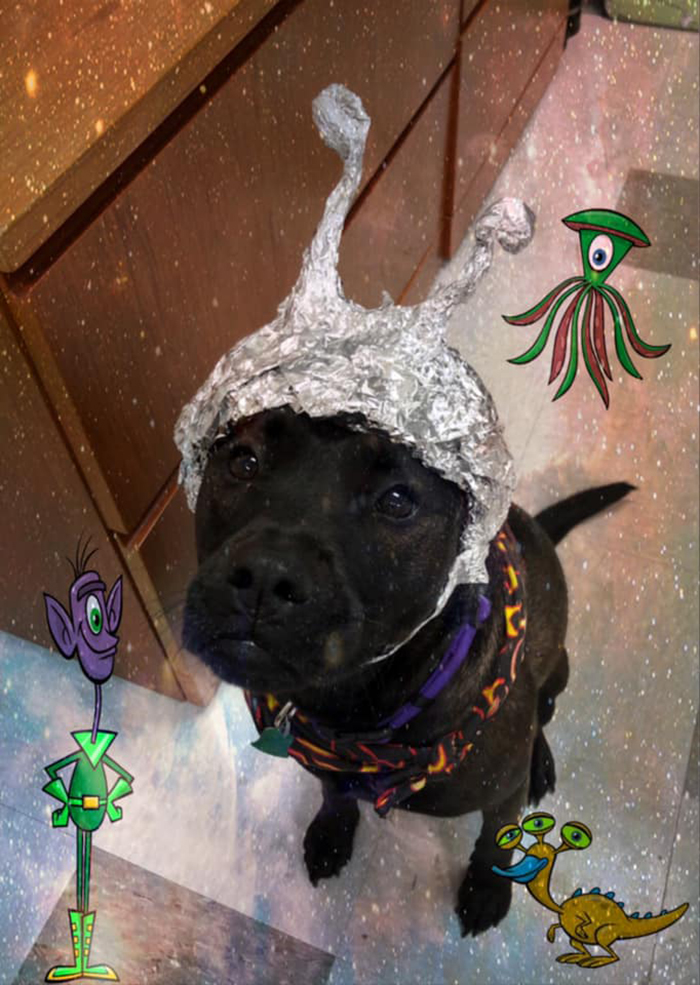 This Animal Shelter Asks People To Raid Them Instead Of Area 51