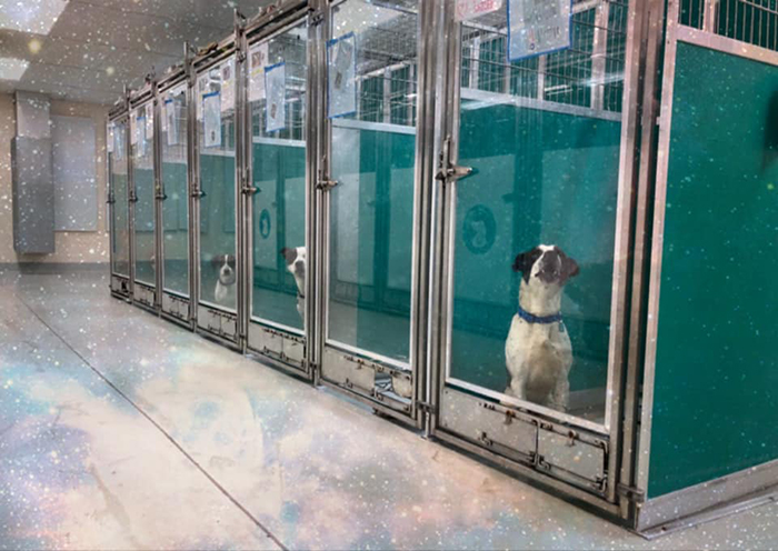 This Animal Shelter Asks People To Raid Them Instead Of Area 51