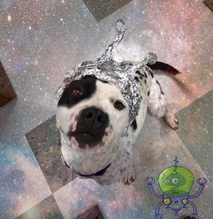 This Animal Shelter Asks People To Raid Them Instead Of Area 51