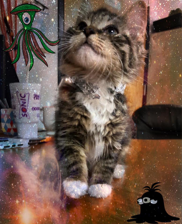 This Animal Shelter Asks People To Raid Them Instead Of Area 51