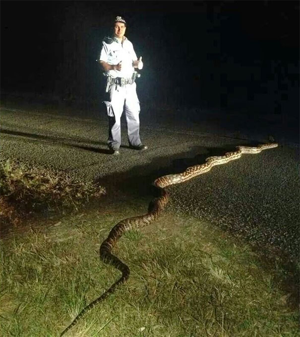 Police officer standing on a road at night with a very large snake, illustrating Australia land of nope wildlife danger.