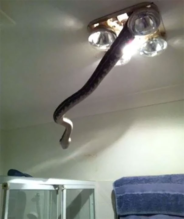Snake hanging from a ceiling light fixture in an Australian bathroom.