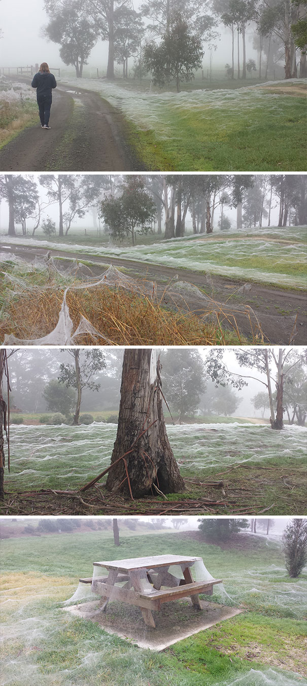 Australian landscape covered in spider webs, creating an eerie atmosphere.