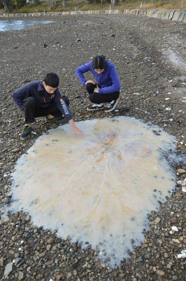 Two children crouching on a rocky shore examining a large translucent jellyfish, showcasing Australia land of nope.