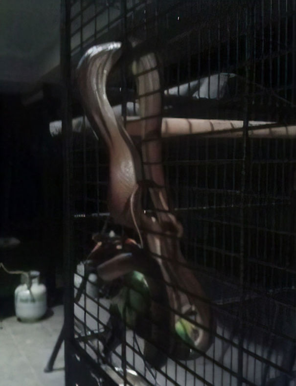 Large snake inside a cage in Australia, showcasing the land of nope with dangerous wildlife encounters.