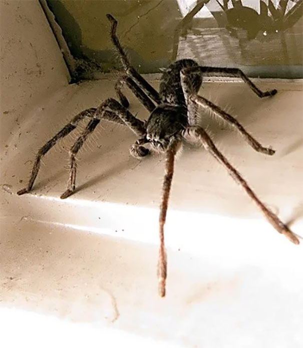 Large spider in Australia on a windowsill, highlighting the country's notorious wildlife.